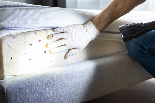 Best Insect Control  in Giddings, TX